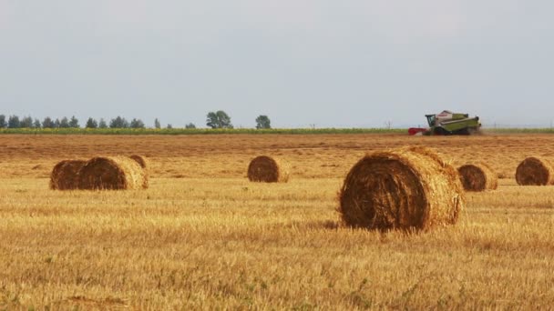 Landscape with harvested bales of straw and combine-harvester — Stock Video