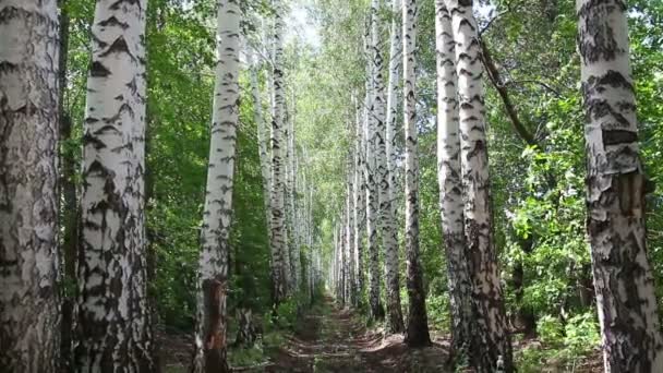 Verano callejón bosque de abedul en Rusia - dolly shot — Vídeo de stock