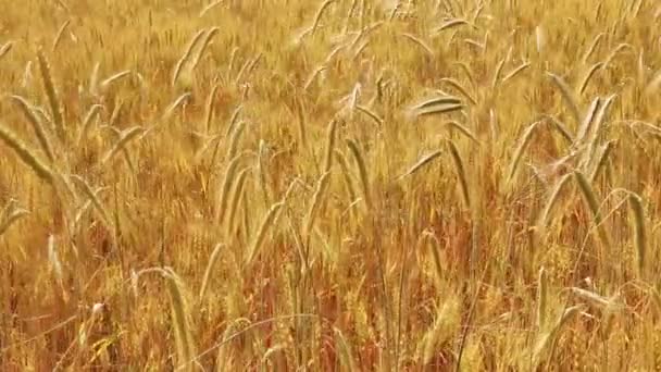 Campo amarelo com trigo maduro — Vídeo de Stock