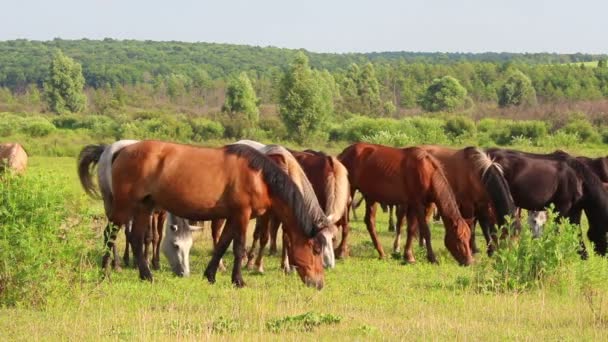 Hästar betar på betesmark — Stockvideo