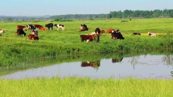 Herd of cows on pasture near lake — Stock Video