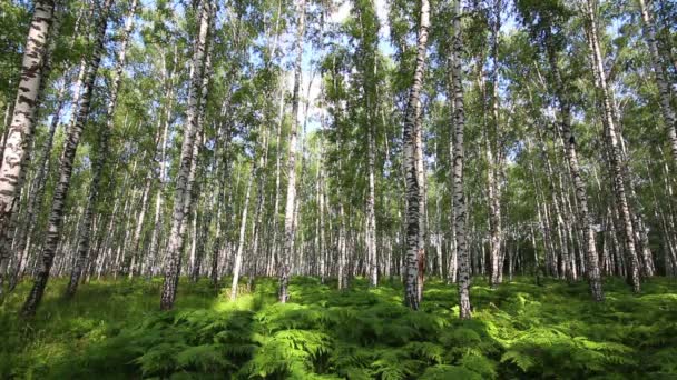 Летние березовые леса России — стоковое видео