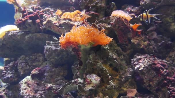 Peces tropicales y corales bajo el agua — Vídeo de stock