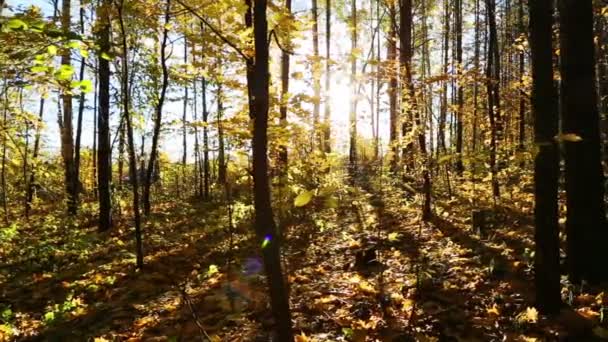 美しい秋の森で太陽が輝いて - ドリー ショット — ストック動画
