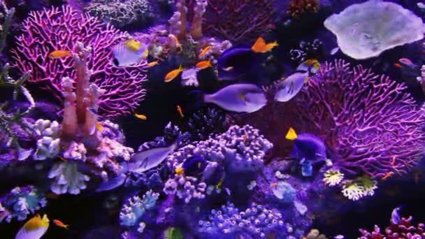 Тропические рыбы и кораллы под водой — стоковое видео