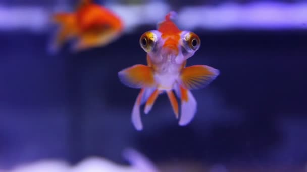 Telescope goldfish in aquarium — Stock Video