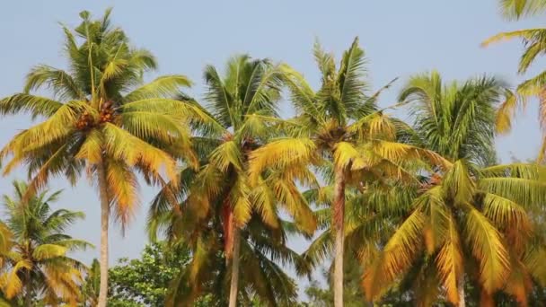 Palmeras de coco bajo el cielo azul — Vídeo de stock