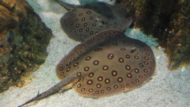 Two rays undewater - porcupine river stingray — Stock Video