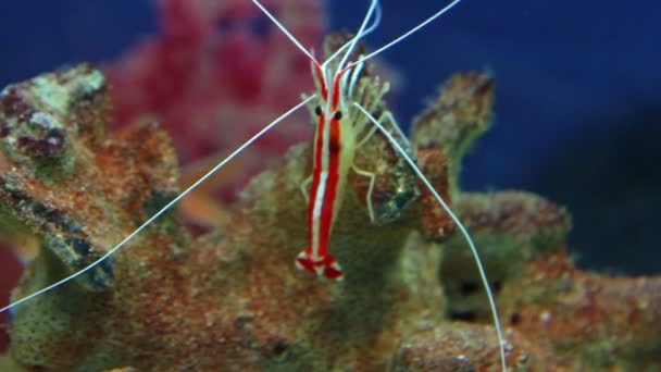 Kleine rode garnalen onderwater — Stockvideo