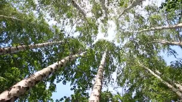 Draaien toppen van zomer berkenbomen met zon schijnt - loopbare — Stockvideo