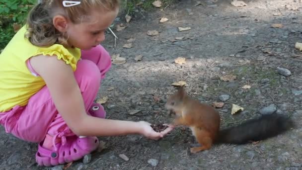 Little girl feeding squirrel with nuts in park — Stock Video