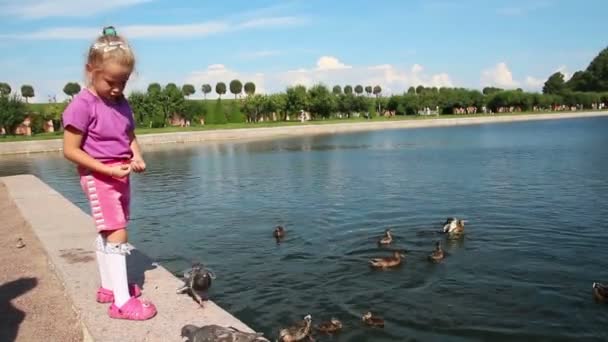 Kleines Mädchen füttert Enten im Park — Stockvideo