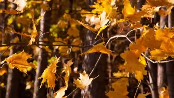 Mooie herfstbladeren gele - dolly schot — Stockvideo