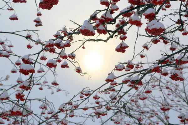 Ash-berry branches under snow at winter — Stock Photo, Image