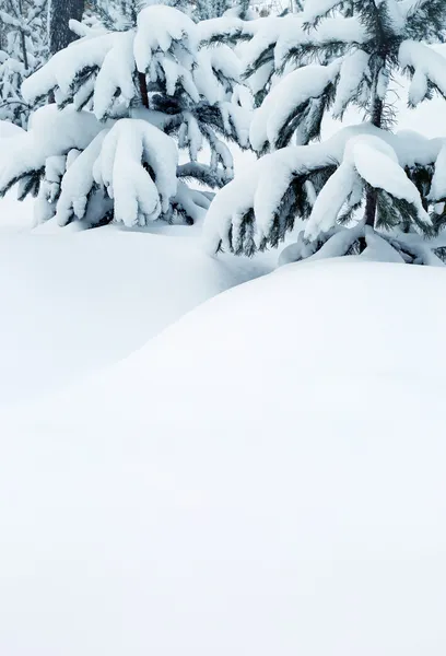 冰雪覆盖的松树和大量积雪 — 图库照片
