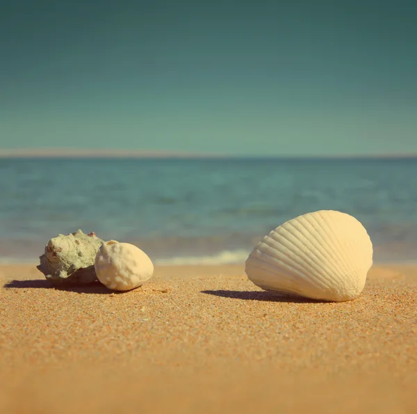 Snäckor på stranden - vintage retro stil — Stockfoto