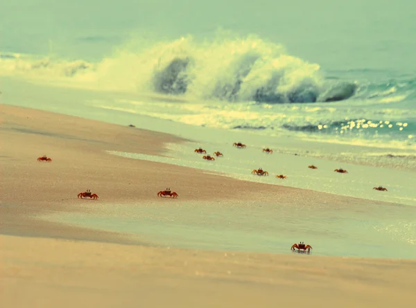 Muitos caranguejos na praia - estilo retro vintage — Fotografia de Stock