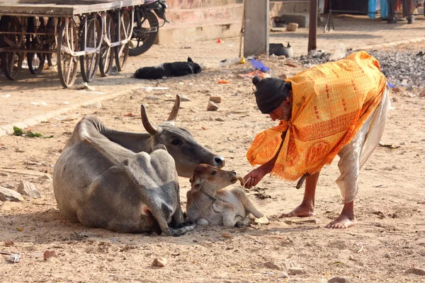 Old indian man feeding a calf with bread — Stock Photo, Image