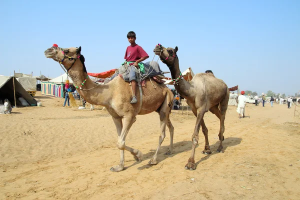 Niño indio con camellos en la feria de camellos de Pushkar —  Fotos de Stock