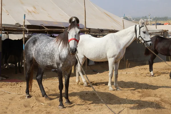 Hästar på pushkar camel fair — Stockfoto