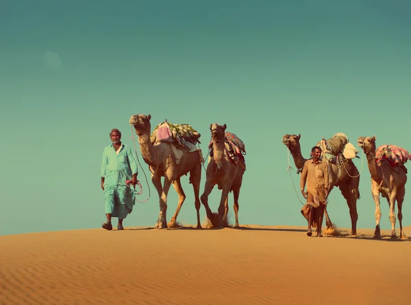 Camaleones con camellos en el desierto - estilo retro vintage —  Fotos de Stock