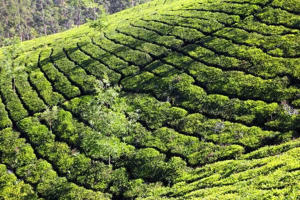 Plantation de thé de montagne en Inde — Photo