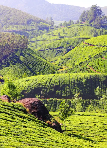 Piantagione di tè di montagna in India — Foto Stock