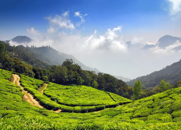 Horské čajové plantáže v Indii — Stock fotografie