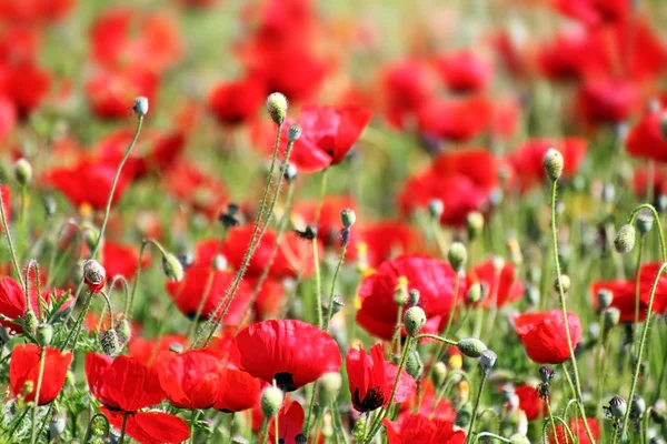 Red poppy flowers in field — Stock Photo, Image