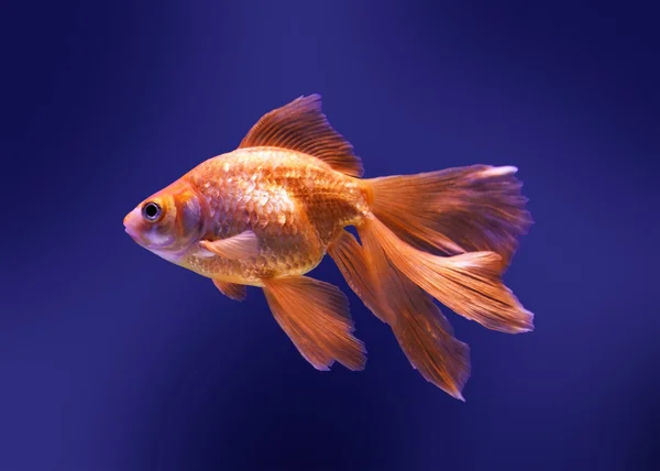 Peixe-dourado no aquário — Fotografia de Stock