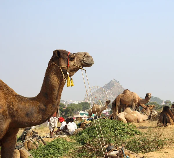 在普什卡在节日期间的骆驼 — 图库照片