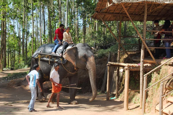 Tourists ride on elephants in the jungle — Stock Photo, Image