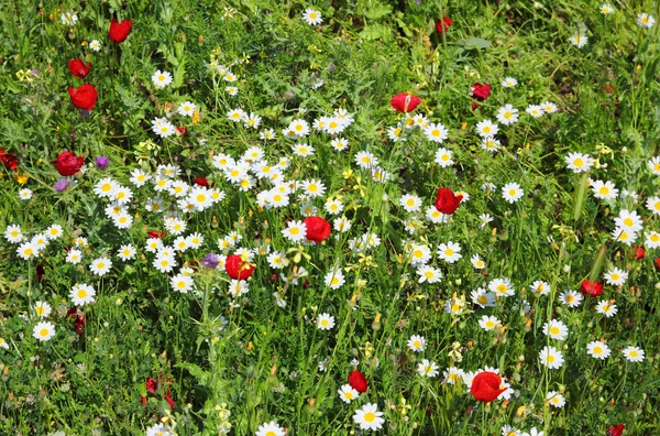 Chamomiles and poppies on meadow — Stock Image Chamomiles and poppies on meadow Stock Picture