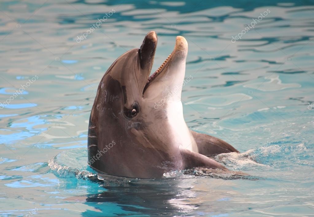 Bebe Dauphin Images Libres De Droit Photos De Bebe Dauphin Depositphotos Bebe Dauphin Images Libres De Droit Photos De Bebe Dauphin Depositphotos