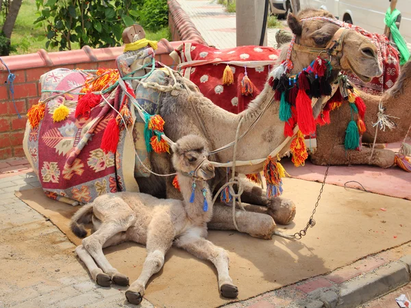 Camel cub lying with mother — Stock Photo, Image