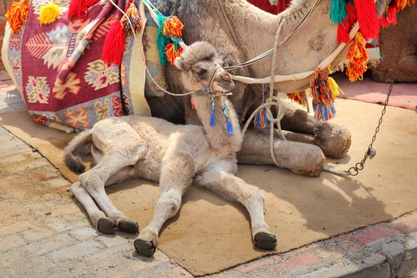 Filhote de camelo deitado com a mãe — Fotografia de Stock