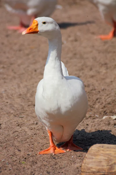 White goose — Stock Photo, Image