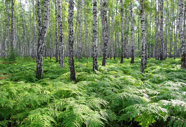 Floresta de vidoeiro de verão agradável — Fotografia de Stock