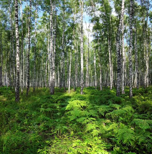 Beau paysage de forêt de bouleau d'été — Photo