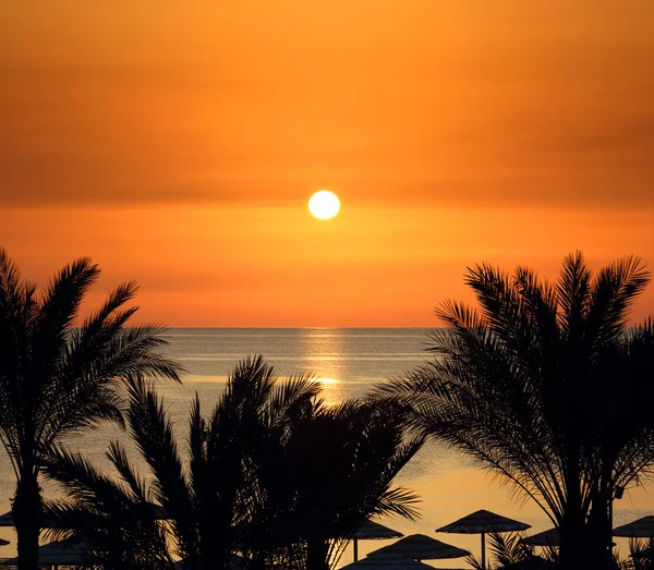 Palmas e nascer do sol sobre o mar — Fotografia de Stock