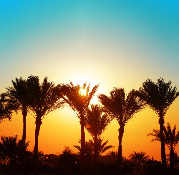 Belo pôr do sol com palmeiras — Fotografia de Stock