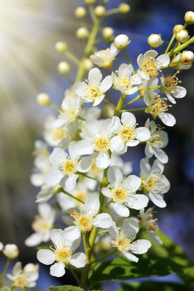 Flor flores de cerezo pájaro — Foto de Stock