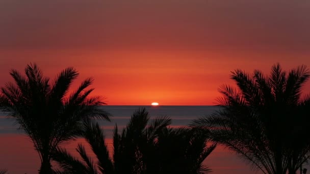 Palmiers et lever de soleil sur la mer — Video