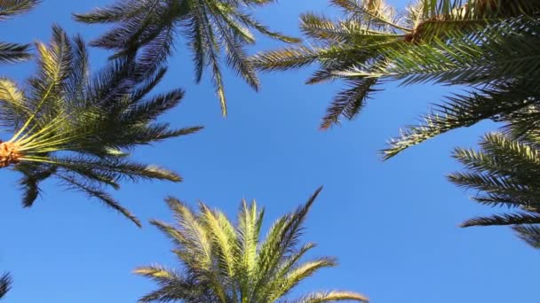 Céu azul e folhas de palma — Vídeo de Stock