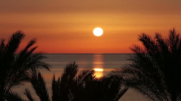 Palmas e nascer do sol sobre o mar — Vídeo de Stock