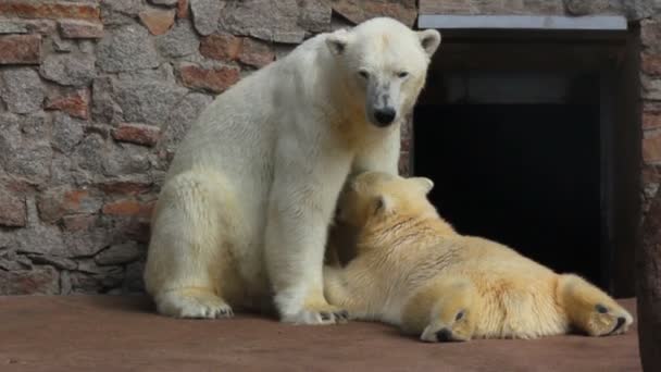 Самка белого медведя кормит своего детеныша — стоковое видео