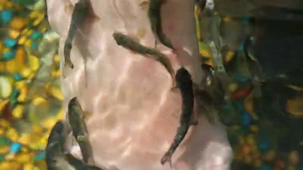 Peeling av fisk — Stockvideo