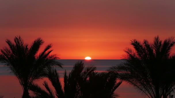 Пальми і схід сонця над морем — стокове відео