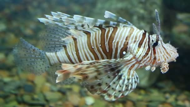 Lionfish zebrafish onderwater — Stockvideo