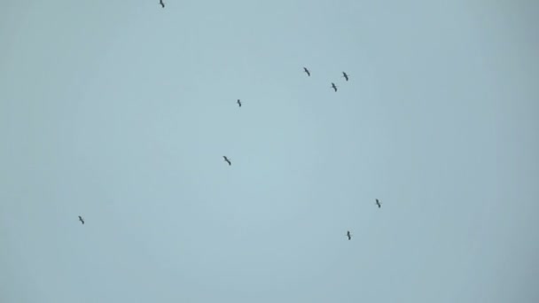 Gran bandada de cigüeñas en el cielo — Vídeo de stock
